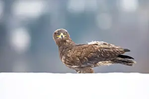 Bohemia: Steppe Eagle