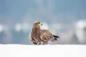 Bohemia: Steppe Eagle