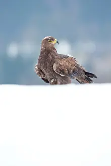 Bohemia: Steppe Eagle