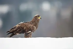Bohemia: Steppe Eagle