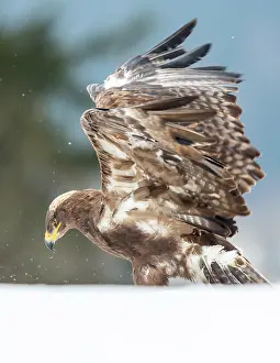 Bohemia: Steppe Eagle