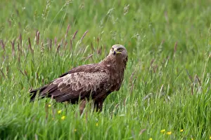 Feldberg: Steppe Eagle