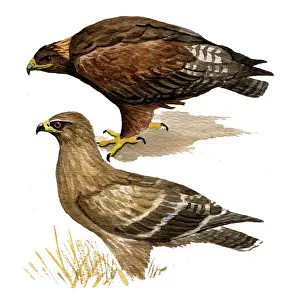 Nipalensis: Steppe Eagle