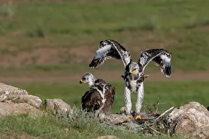 Rapace: Steppe eagle