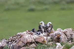 Rapace: Steppe eagle