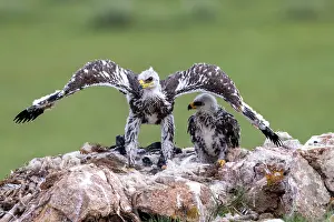 Rapace: Steppe eagle