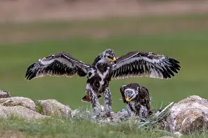 Rapace: Steppe eagle