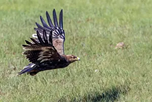 Adulte: Steppe eagle