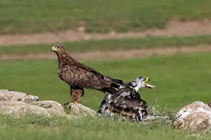 Adulte: Steppe eagle