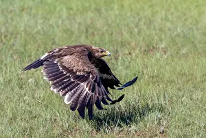 Adulte: Steppe eagle