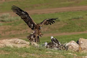 Adulte: Steppe eagle