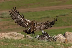 Adulte: Steppe eagle