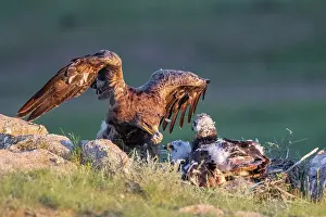 Adulte: Steppe eagle