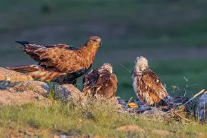 Adulte: Steppe eagle