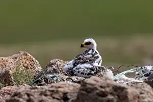 Rapace: Steppe eagle