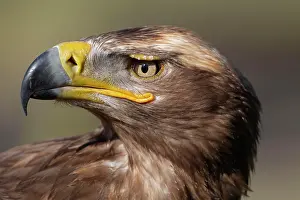 Port: Steppe eagle (Aquila nipalensis) adult bird animal head port