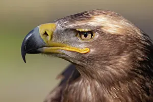 Aquila: Steppe eagle (Aquila nipalensis) adult bird head