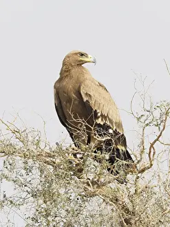 Nipalensis: Steppe Eagle Aquila nipalensis Rajasthan, India BI031910