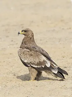 Aquila: Steppe Eagle Aquila nipalensis Rajasthan, India BI031913