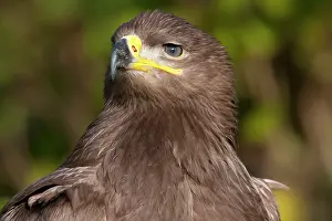 Nipalensis: Steppe Eagle - close up of single immature bird