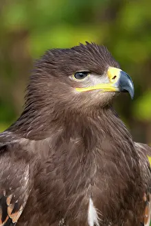 Nipalensis: Steppe Eagle - Close up of single immature bird