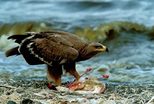 Nipalensis: Steppe Eagle eating Lesser Flamingo (Phoenicopterus minor)