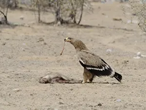 Nipalensis: Steppe Eagle - feeding on dead pig Aquila nipalensis