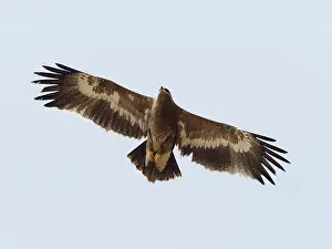 Nipalensis: Steppe Eagle - in flight Aquila nipalensis Rajasthan