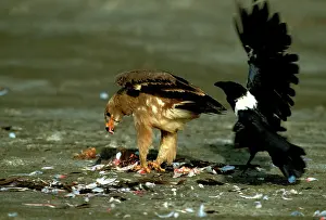 Scavanging: Steppe Eagle and Pied Crow (Corvus albus) feeding