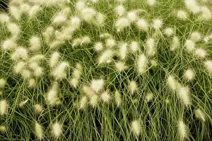 Stipa: steppe grass