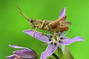 Grasshoppers: Steppe Grasshopper male on felwort (Swertia perennis)