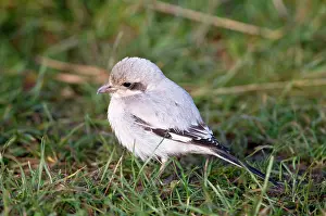 Shrikes: Steppe Grey Shrike - on ground