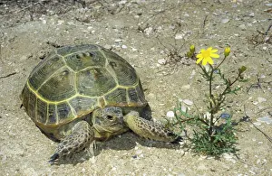 Horsfield: Steppe / Horsfield's Tortoise - active during day