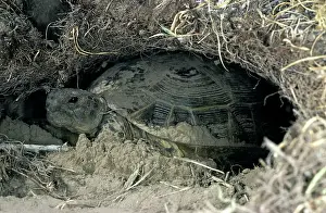 Safe: Steppe / Horsfield's Tortoise - burrows for shelter