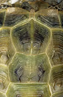 Horsfield: Steppe / Horsfield's Tortoise carapace from above