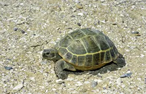 Horsfield: Steppe / Horsfield's Tortoise - desert