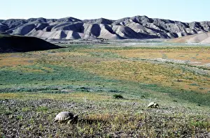 Horsfield: Steppe / Horsfield's Tortoise's graze