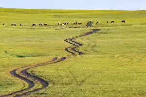 Mongolie: Steppe in Mongolia