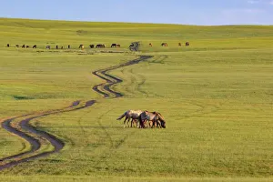 Mongolie: Steppe in Mongolia