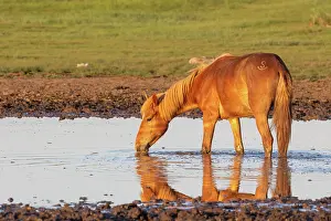 Mongolie: Steppe in Mongolia, horse in a pond