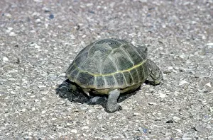 Horsfield: Steppe Tortoise