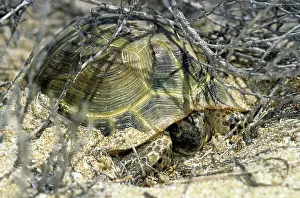 Shelters: Steppe Tortoise - emerges from an overnight shelter