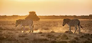 Stripe: Steppe zebra (Equus quagga), in dry savannah