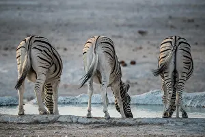 Zebra: Steppe zebras (Equus burchelli) drinking at a waterhole