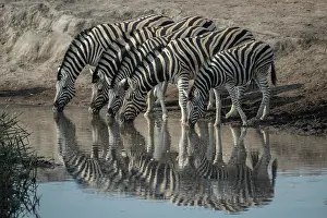 Zebra: Steppe zebras (Equus burchelli) drinking at a waterhole
