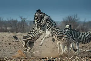 Attack: Steppe zebras (Equus burchelli) fighting, Etosha