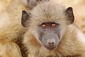 Einem: Steppenpavian an einem kalten Tag, Kruger NP, S