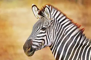 Zebra: Steppenzebra (Equus quagga), Sad-Luangwa-Nationalpark
