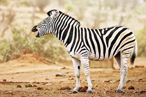 Zebra: Steppenzebra g