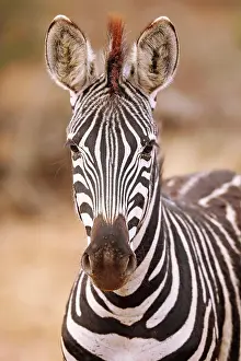 Zebra: Steppenzebra, S